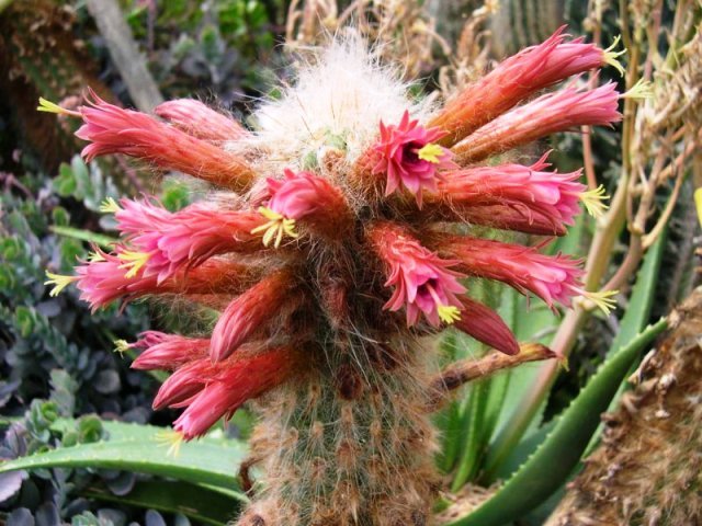 Oreocereus_celsianus_1